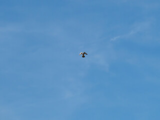 A white bird is soaring high in the sky above a clear blue sky. The bird is flying with its wings spread wide, enjoying the freedom of the open air
