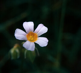 a colourful white flower with dark background.
