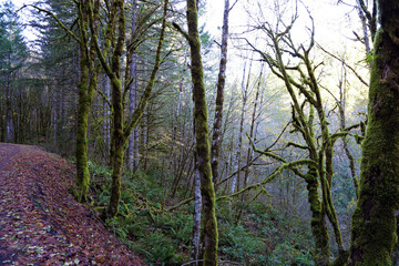 Footpath in the forest in Oregon