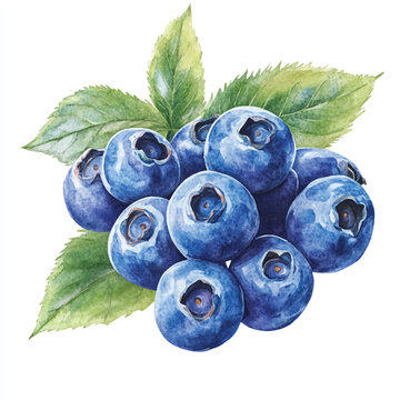 recommend clip art:  Blueberry fruit watercolor clipart illustration
