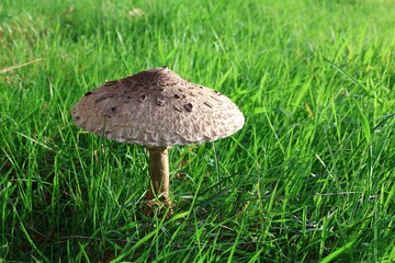 Large parasol fungus in the grass. Macrolepiota procera.