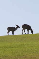 Deers on a hill in Malibu, Southern California