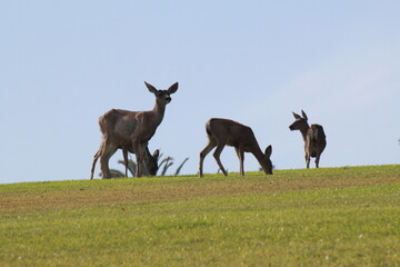 Deers on a hill in Malibu, Southern California