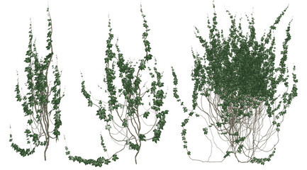 3D render of running wall ivy illustration