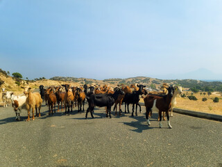 Herd of goats grazing by the road in Greece. Domestic goats of Greece.