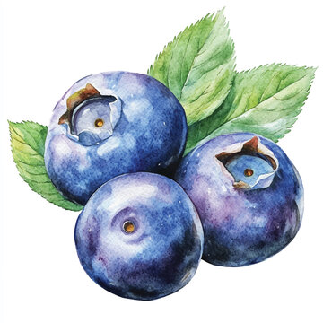 watercolor blueberries with green leaves clip art preview