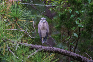 Night Heron In the Park