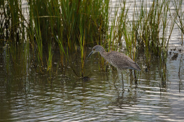 Night Heron In the Park