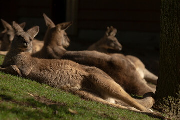 A small group of kangaroos is peacefully laying in the soft green grass near a large tree, enjoying the shade it provides on a warm day