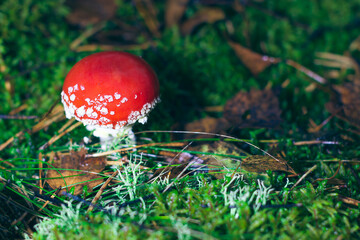 Young Amanita Muscaria, Known as the Fly Agaric or Fly Amanita: Healing and Medicinal Mushroom with...