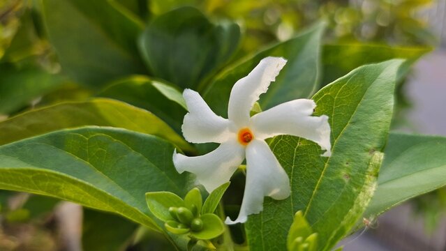Nyctanthes arbor-tristis, the night-flowering jasmine, Parijat, hengra bubar, or Shiuli flower.