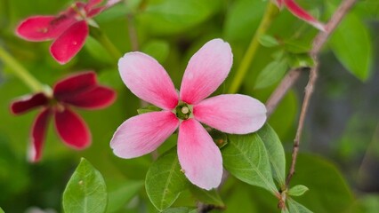 Pink White Red Rangoon Creeper Flowers Blooming in The Garden. rangoon creeper Quisqualis Indica...