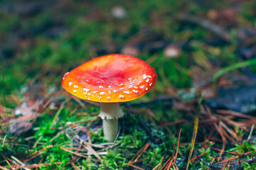 Mature Amanita Muscaria, Known as the Fly Agaric or Fly Amanita: Healing and Medicinal Mushroom with Red Cap Growing in Forest. Can Be Used for Micro Dosing, Spiritual Practices and Shaman Rituals