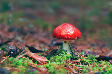 Amanita Muscaria, Known as the Fly Agaric or Fly Amanita: Healing and Medicinal Mushroom with Red Cap Growing in Forest. Can Be Used for Micro Dosing, Spiritual Practices and Shaman Rituals