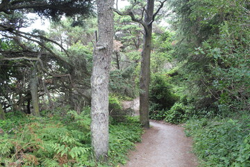 Trail path in the forest in Newport, Oregon