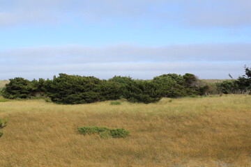 landscape with trees in Newport, Oregon