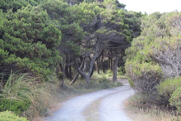 Road in the woods in Newport in Oregon