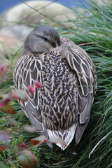 Big bird in the nest