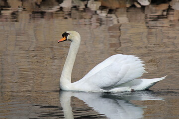 white swan on the lake