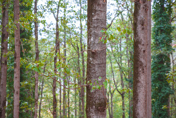 Autumn forest road leaves fall in ground landscape on autumnal background in November, Atmospheric autumn forest in fog. Yellow and orange leaves on trees in mountain forest in North Africa, Algeria.