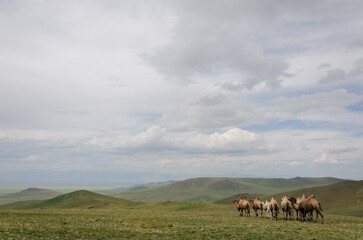 Camels on the background of a downpour on the horizon with a beautiful view of the open spaces. beautiful photo of nature and animals