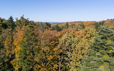 Fototapeta premium Aerial view of a vibrant autumn forest with colorful leaves under a clear blue sky. The scene captures the beauty of nature during the fall season.