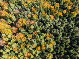 Aerial view of a vibrant forest in autumn, showcasing a stunning blend of colorful foliage and lush green treetops under clear skies.