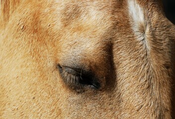 Portrait of brown horse close eye detail