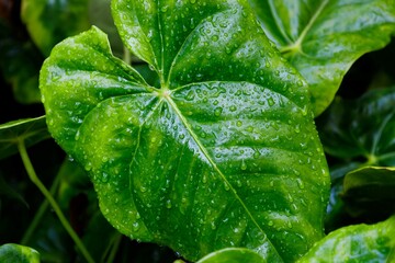 Bright green leaves with drops of water of Anthurium andraeanum after rain. Tropical concept....