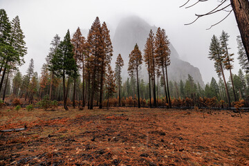 Burnt forest with foggy mountain in the background