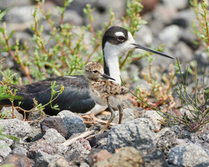 black necked stilt with baby