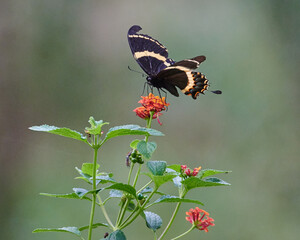 Black Papilio butterfly on lantana flowers.