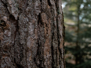 Close up of tree bark in a forest with various tones, patterns and rough looking detail. Blurry...