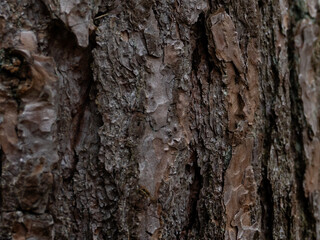 Close up of tree bark in a forest with various tones, patterns and rough looking detail.