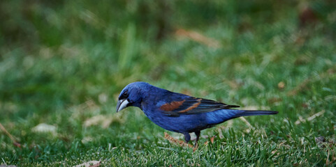 Pico gordo azul macho alimentándose en el suelo
