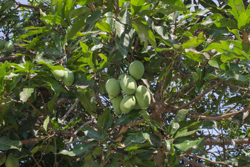 green manggo on tree