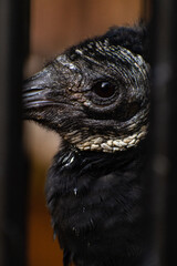 Close-up of a Black vulture in a cage 