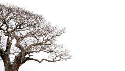 Fototapeta premium leafless old spooky tree on side position provides copy space for text. background concept isolated white