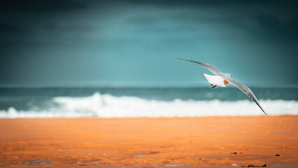 moliets-et-maa mouette vol