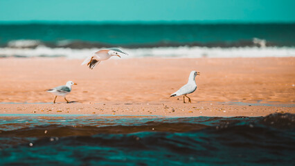 moliets-et-maa mouette 3 vol