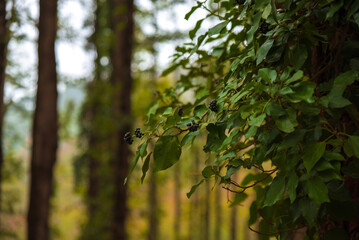 Autumn forest road leaves fall in ground landscape on autumnal background in November, Atmospheric autumn forest in fog. Yellow and orange leaves on trees in mountain forest in North Africa, Algeria.