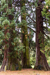 Tall trees in the park during autumn