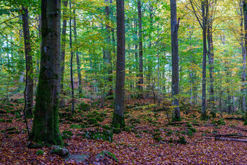 Obraz premium forest in autumn
