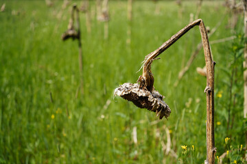 Dead sunflower on the green field in Finland