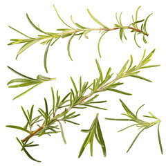 Fresh rosemary sprigs with green leaves