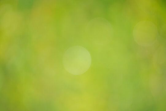 Abstract blurred green nature background.