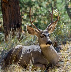 Mule deer buck, bedded down in a pine forest near Estes Park, Colorado