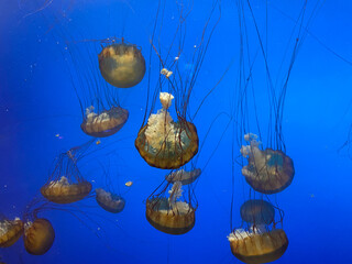 jellyfish in the water
