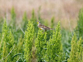 Western Meadowlark Sturnella neglecta on a bush