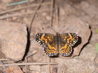 Gorgone Checkerspot, Chlosyne gorgone, butterfly